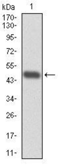 Invitrogen RPA70 Monoclonal Antibody (4C4) 100 &mu;g; Unconjugated:Antibodies,