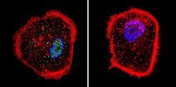Invitrogen RPA2 Monoclonal Antibody (MA34) 100 &mu;L; Unconjugated:Antibodies,