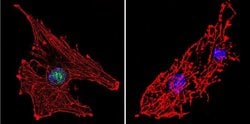 Invitrogen RPA2 Monoclonal Antibody (MA34) 100 &mu;L; Unconjugated:Antibodies,