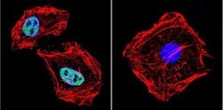 Invitrogen RPA2 Monoclonal Antibody (MA34) 100 &mu;L; Unconjugated:Antibodies,