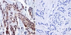 Invitrogen RPA2 Monoclonal Antibody (MA34) 100 &mu;L; Unconjugated:Antibodies,