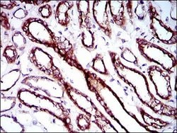 Invitrogen RPL18A Monoclonal Antibody (6G6G10) 100 &mu;g; Unconjugated:Antibodies,
