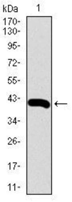 Invitrogen RPL18A Monoclonal Antibody (6G6G10) 100 &mu;g; Unconjugated:Antibodies,