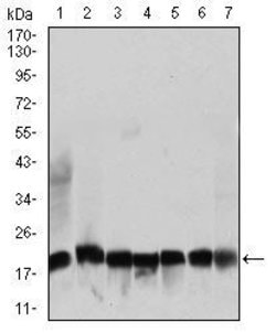 Invitrogen RPL18A Monoclonal Antibody (6G6G10) 100 &mu;g; Unconjugated:Antibodies,