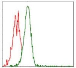 Invitrogen p70 S6 Kinase Monoclonal Antibody (5G9) 100 &mu;g; Unconjugated:Antibodies,