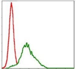 Invitrogen RSK2 Monoclonal Antibody (4E10) 100 &mu;L; Unconjugated:Antibodies,