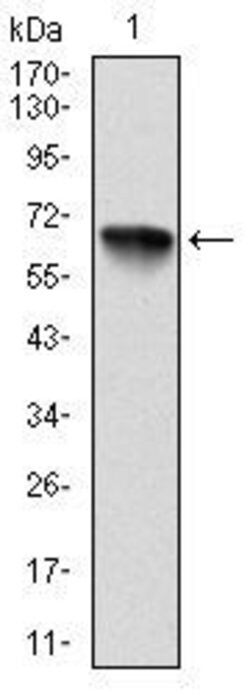 Invitrogen RSK2 Monoclonal Antibody (4E10) 100 &mu;L; Unconjugated:Antibodies,