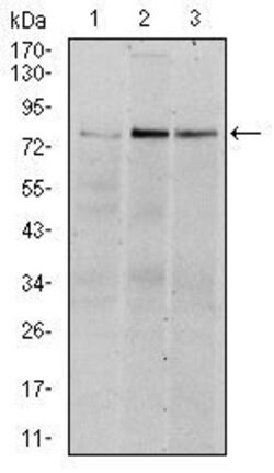 Invitrogen RSK2 Monoclonal Antibody (4E10) 100 &mu;L; Unconjugated:Antibodies,