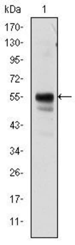 Invitrogen RUNX1 Monoclonal Antibody (5A1) 100 &mu;L; Unconjugated:Antibodies,