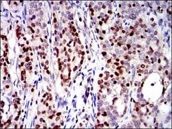 RUNX3 Monoclonal Antibody (2B3), Invitrogen 100 &mu;g; Unconjugated:Antibodies,