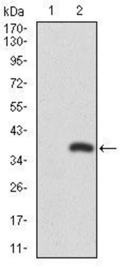 RUNX3 Monoclonal Antibody (2B3), Invitrogen 100 &mu;g; Unconjugated:Antibodies,