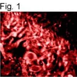 Ryanodine Receptor Monoclonal Antibody (C3-33), Invitrogen™