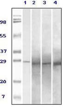Invitrogen RAB25 Monoclonal Antibody (3F12F3) 100 &mu;g; Unconjugated:Antibodies,