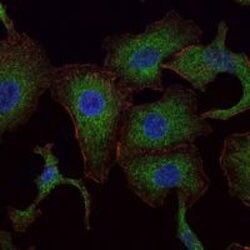 Invitrogen RAB25 Monoclonal Antibody (3F12) 100 &mu;L; Unconjugated:Antibodies,