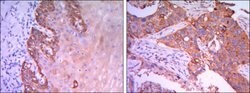 Invitrogen RAB25 Monoclonal Antibody (3F12) 100 &mu;L; Unconjugated:Antibodies,