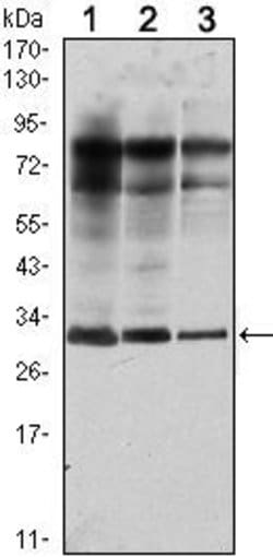 Invitrogen RAB25 Monoclonal Antibody (3F12) 100 &mu;L; Unconjugated:Antibodies,
