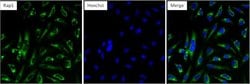 Invitrogen&trade;&nbsp;RAP1A Monoclonal Antibody (1D2-1C64)