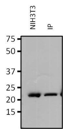 Invitrogen&trade;&nbsp;RAP1A Monoclonal Antibody (1D2-1C64)