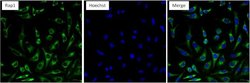 Invitrogen RAP1A Monoclonal Antibody (1D4-1A3) 100 &mu;g; Unconjugated:Antibodies,