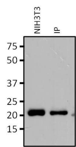 Invitrogen RAP1A Monoclonal Antibody (1D4-1A3) 100 &mu;g; Unconjugated:Antibodies,