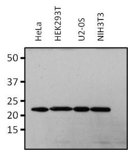 Invitrogen RAP1A Monoclonal Antibody (1D4-1A3) 100 &mu;g; Unconjugated:Antibodies,