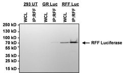 Invitrogen Red Firefly Luciferase Polyclonal Antibody 100 &mu;g; Unconjugated:Antibodies,