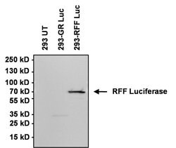 Invitrogen Red Firefly Luciferase Polyclonal Antibody 100 &mu;g; Unconjugated:Antibodies,