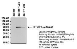 Invitrogen Red Firefly Luciferase Polyclonal Antibody 100 &mu;g; Unconjugated:Antibodies,