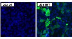 Invitrogen Red Firefly Luciferase Polyclonal Antibody 100 &mu;g; Unconjugated:Antibodies,