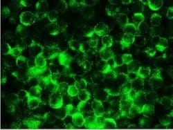 Invitrogen RTN1 Monoclonal Antibody (MON162) 100 &mu;L | Buy Online | Invitrogen&trade; | Fisher Scientific