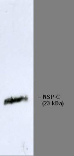 Invitrogen RTN1 Monoclonal Antibody (RNL-4) 100 &mu;g; Unconjugated:Antibodies,