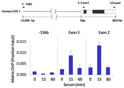 Invitrogen Rex1 Recombinant Superclonal Antibody (14HCLC) 100 &mu;g; Unconjugated:Antibodies,
