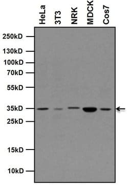 Invitrogen Rex1 Recombinant Superclonal Antibody (14HCLC) 100 &mu;g; Unconjugated:Antibodies,