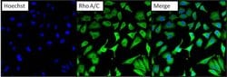 Invitrogen RhoA/RhoC Monoclonal Antibody (1B3-4A10) 100 &mu;g; Unconjugated:Antibodies,