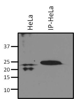 Invitrogen RhoA/RhoC Monoclonal Antibody (1B3-4A10) 100 &mu;g; Unconjugated:Antibodies,