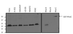 Invitrogen RhoA/RhoC Monoclonal Antibody (1B3-4A10) 100 &mu;g; Unconjugated:Antibodies,