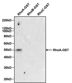 Invitrogen RhoA Monoclonal Antibody (1B8-1C7) 100 &mu;g | Buy Online | Invitrogen&trade; | Fisher Scientific