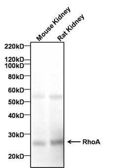 Invitrogen RhoA Monoclonal Antibody (1B8-1C7) 100 &mu;g | Buy Online | Invitrogen&trade; | Fisher Scientific