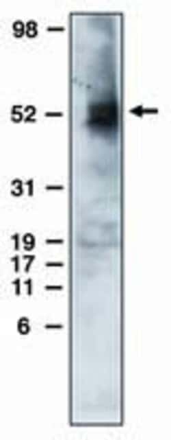 Invitrogen EDG6 Monoclonal Antibody (1) 100 &mu;g; Unconjugated:Antibodies,