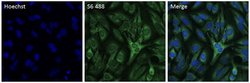 Invitrogen S6 Recombinant Rabbit Monoclonal Antibody (9H8L2), Alexa Fluor
