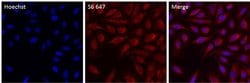 Invitrogen™ S6 Recombinant Rabbit Monoclonal Antibody (9H8L2), Alexa Fluor™ 647