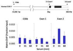 Invitrogen S6 Recombinant Rabbit Monoclonal Antibody (9H8L2) 100 &mu;g;