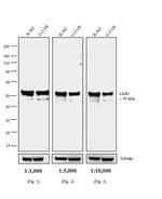 Invitrogen™ Rat anti-Mouse IgG2a Secondary Antibody, HRP