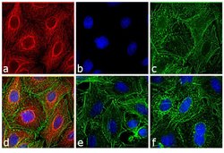 Invitrogen Goat anti-Rat IgG (H+L) Cross-Adsorbed Secondary Antibody, DyLight
