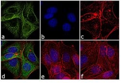 Invitrogen Rabbit anti-Mouse IgG (H+L) Cross-Adsorbed Secondary Antibody,