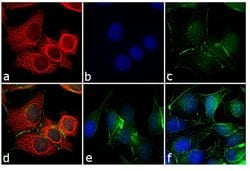 Invitrogen™ Rabbit anti-Mouse IgG (H+L) Cross-Adsorbed Secondary Antibody, DyLight™ 550