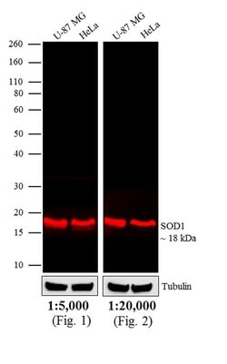 Invitrogen™ Rabbit anti-Mouse IgG (H+L) Cross-Adsorbed Secondary Antibody, DyLight™ 680