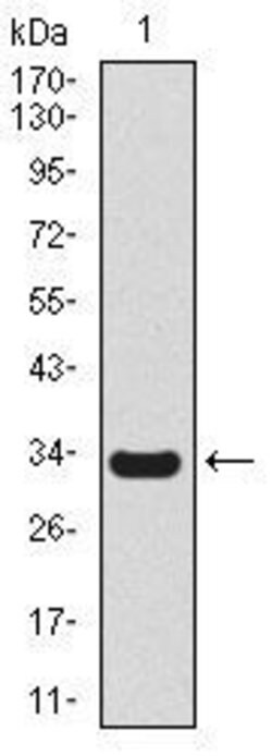 Invitrogen Uteroglobin Monoclonal Antibody (3A8B8) 100 &mu;g; Unconjugated:Antibodies,