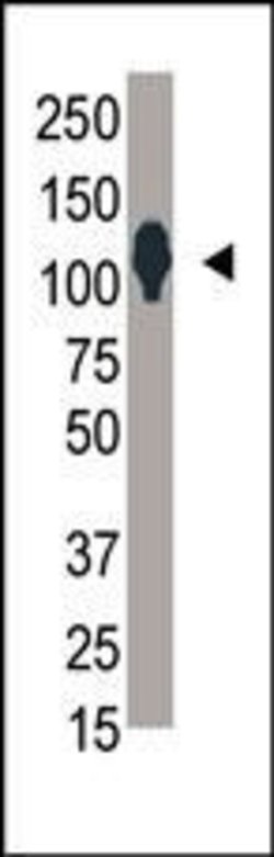 SENP6 Rabbit anti-Human, Polyclonal, Invitrogen 400 &mu;L; Unconjugated:Antibodies,