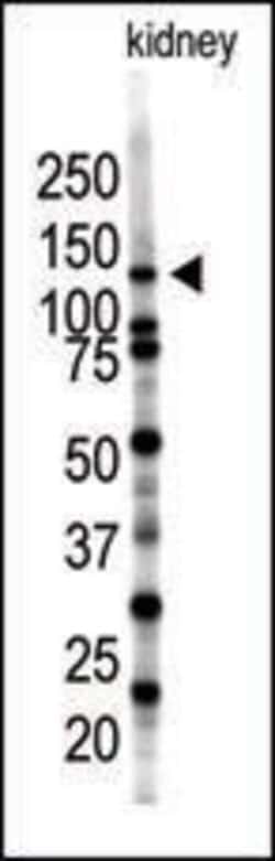 SENP7 Rabbit anti-Human, Mouse, Polyclonal, Invitrogen 400 &mu;L; Unconjugated:Antibodies,